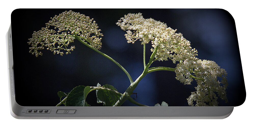 Flower Portable Battery Charger featuring the photograph Queen Anne's Lace by Lori Seaman