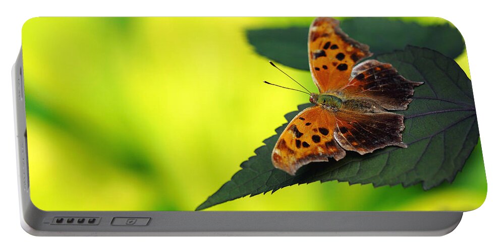 Butterfly Portable Battery Charger featuring the photograph Question For You by Debbie Oppermann