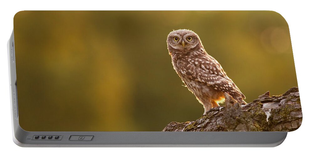 Athene Noctua Portable Battery Charger featuring the photograph Qui, moi? Little Owlet in Warm Light by Roeselien Raimond