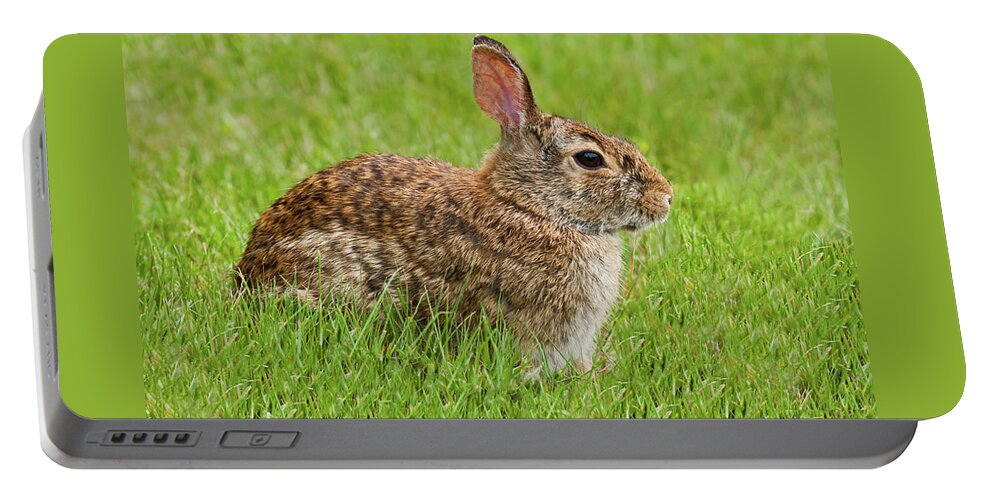 Animal Portable Battery Charger featuring the photograph Rabbit in a Grassy Meadow by Jeff Goulden