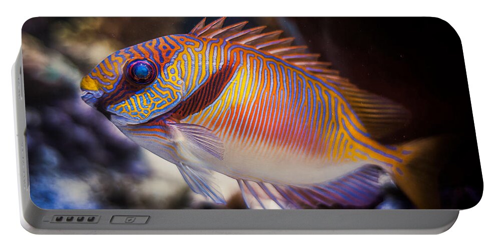 Animals Portable Battery Charger featuring the photograph Rabbitfish by Rikk Flohr