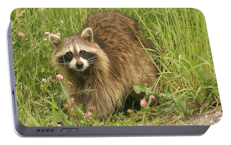 Raccoon Portable Battery Charger featuring the photograph Raccoon by Doris Potter