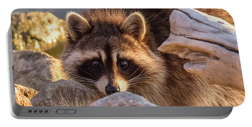 Raccoon Portable Battery Charger featuring the photograph Raccoon Keeps Close Watch by Tony Hake