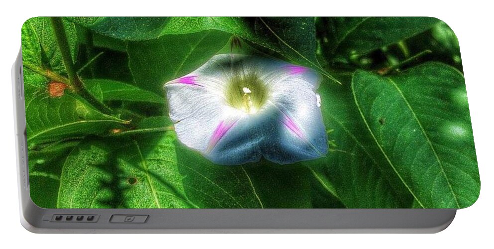 Garden Portable Battery Charger featuring the photograph Radiant Splendor Shy Beauty by Nick Heap