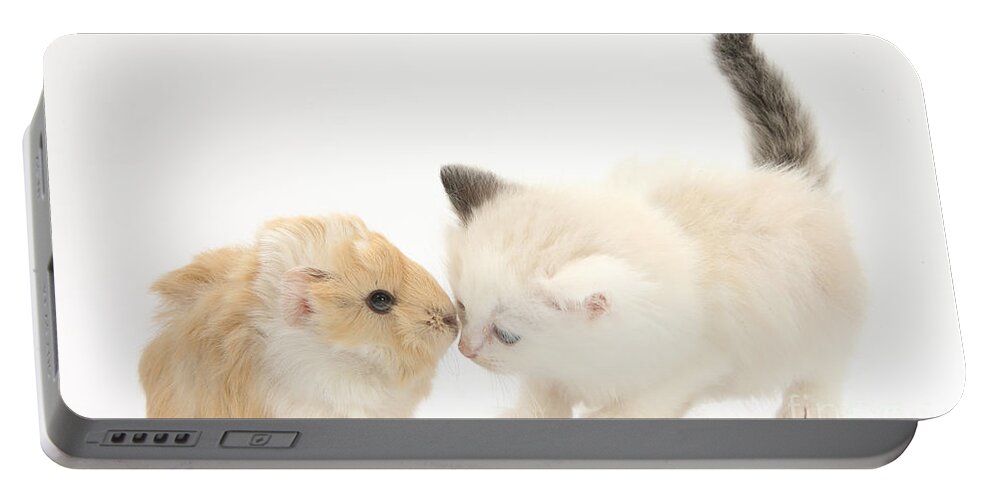 Ragdoll-cross Kitten Portable Battery Charger featuring the photograph Ragdoll-cross Kitten And Baby Guinea Pig by Mark Taylor