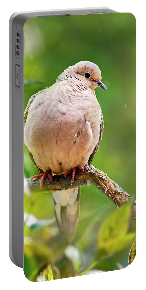 Dove Portable Battery Charger featuring the photograph Rain Dove by Christina Rollo