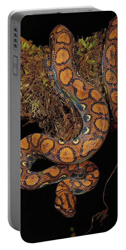 Mp Portable Battery Charger featuring the photograph Rainbow Boa Epicrates Cenchria Cenchria by Pete Oxford
