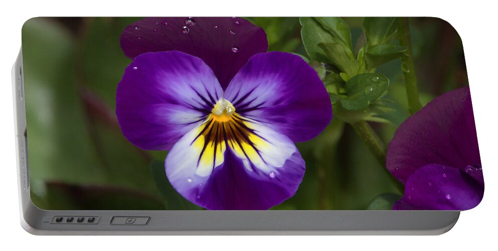 Pansy Portable Battery Charger featuring the photograph Raindrops On Pansies by Jeanette C Landstrom