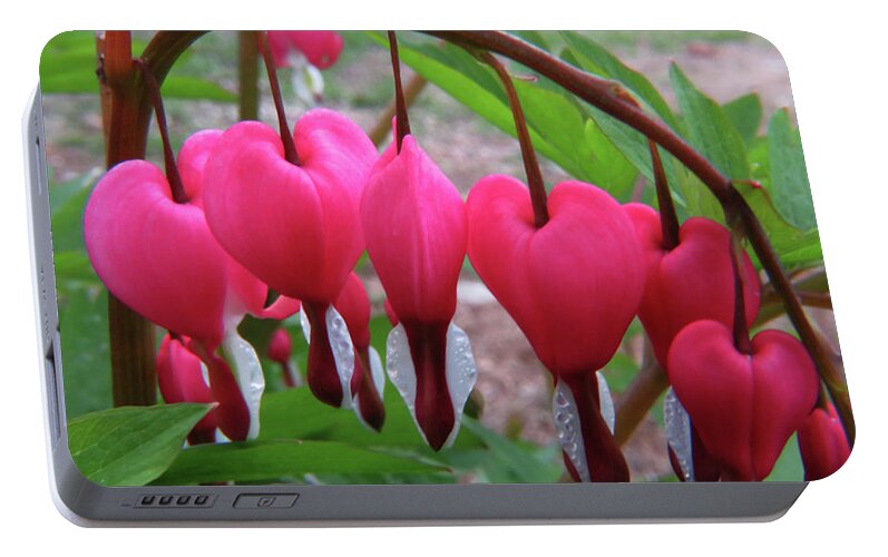 Flowers Portable Battery Charger featuring the photograph Raindrops on pink bleeding hearts by Richard Griffis