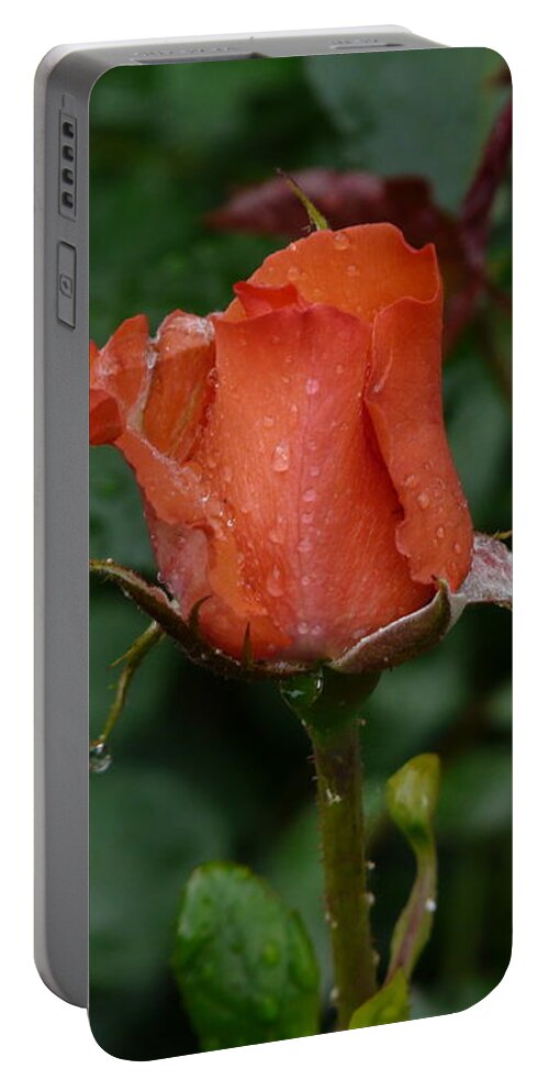 Flower Portable Battery Charger featuring the photograph Rainy Rose Bud by Valerie Ornstein