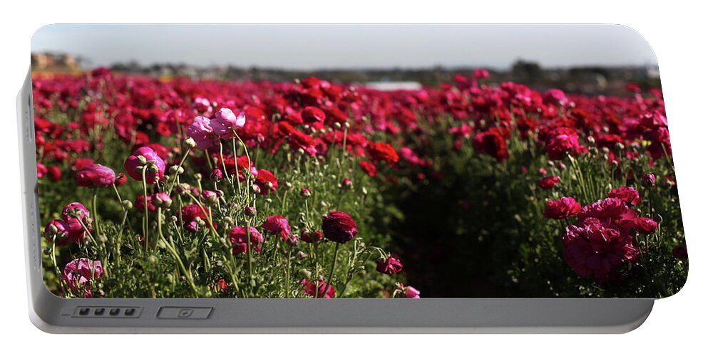 Ranunculus Portable Battery Charger featuring the photograph Ranunculus Field by Portraits By NC