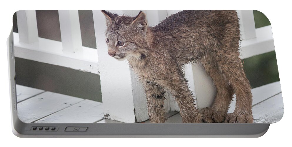Lynx Portable Battery Charger featuring the photograph Laser Eyes Big Feet by Tim Newton