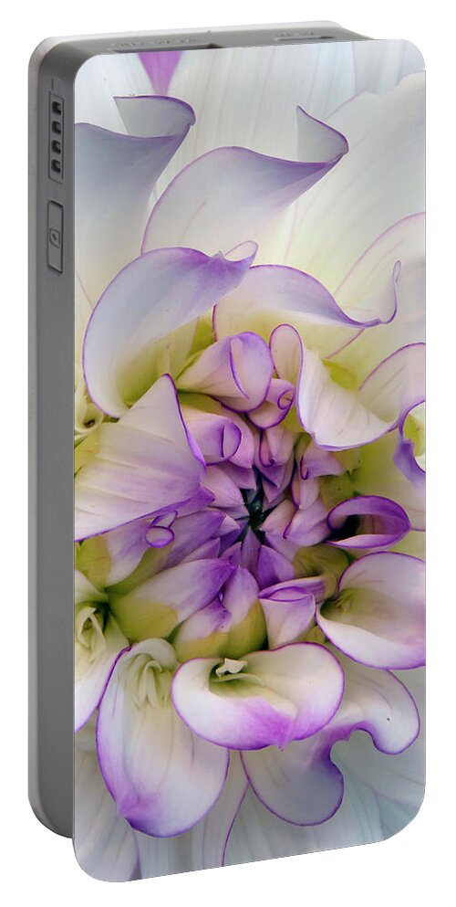Purple Dahlia Portable Battery Charger featuring the photograph Raspberry And Cream by Ann Bridges