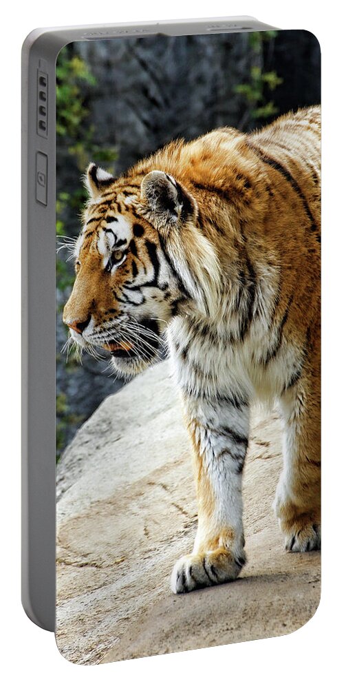 Hungry Portable Battery Charger featuring the photograph Ready to pounce by Gordon Dean II