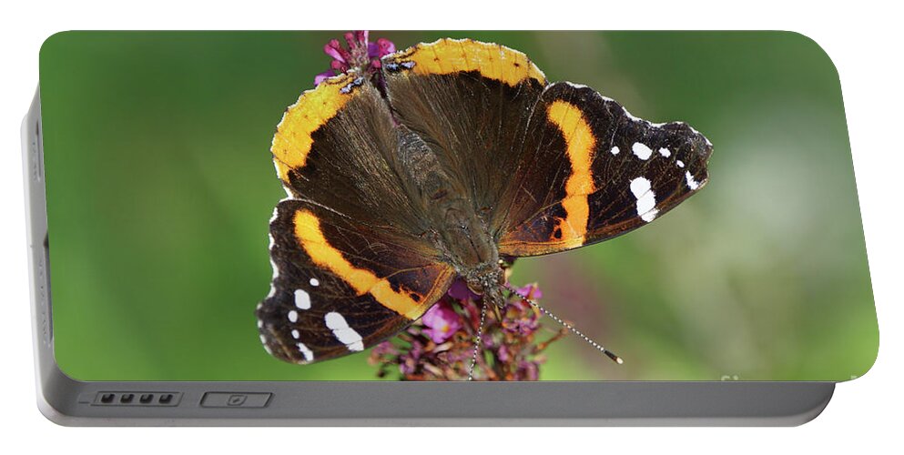 Red Admiral Butterfly Portable Battery Charger featuring the photograph Red Admiral Keeps Head Down by Robert E Alter Reflections of Infinity