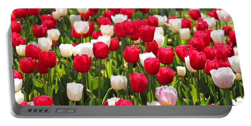 Tulips Portable Battery Charger featuring the photograph Red and White Tulips by Bev Conover