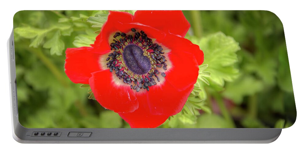 Ranunculaceae Portable Battery Charger featuring the photograph Red Anemone 0688 by Kristina Rinell