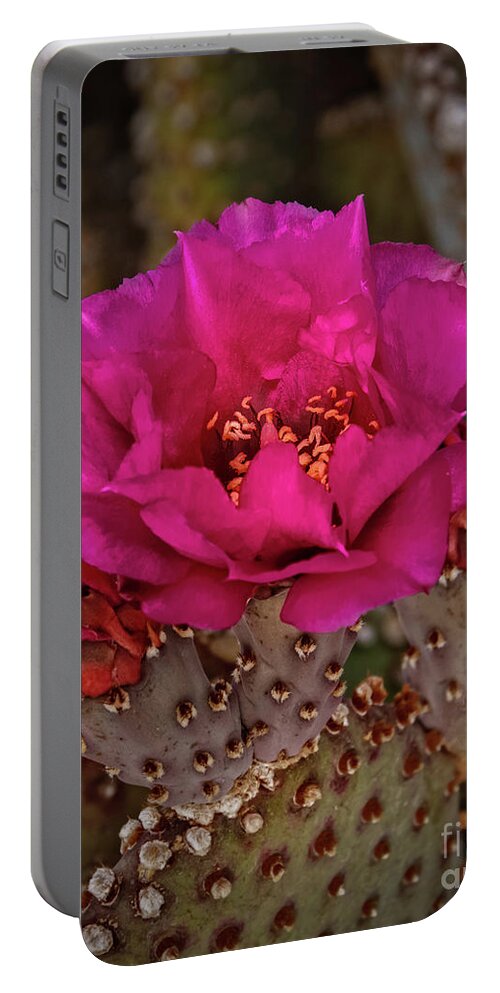 Arizona Portable Battery Charger featuring the photograph Red Beavertail Cactus Bloom by Robert Bales