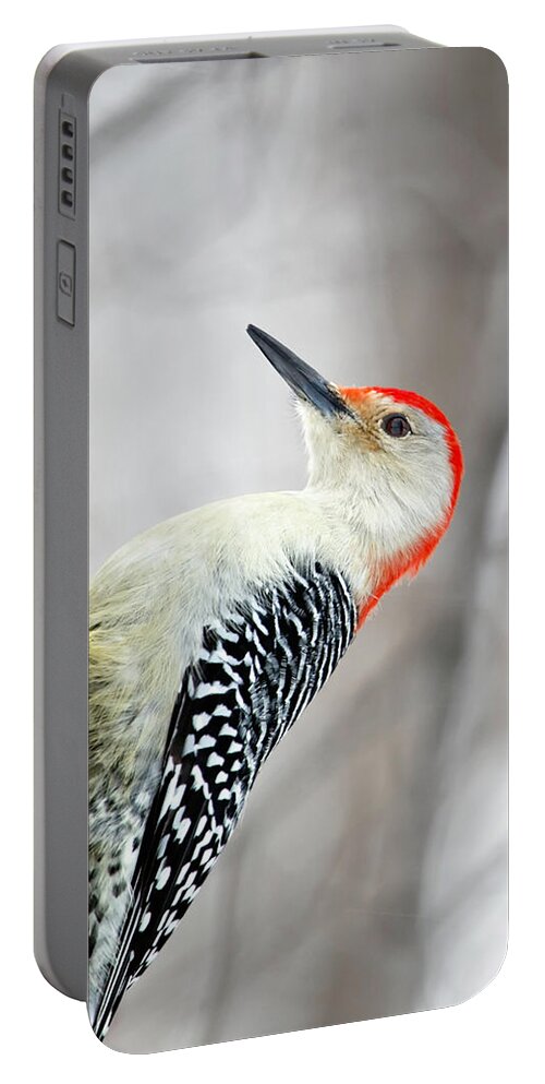 Birds Portable Battery Charger featuring the photograph Red-bellied Woodpecker by Al Mueller