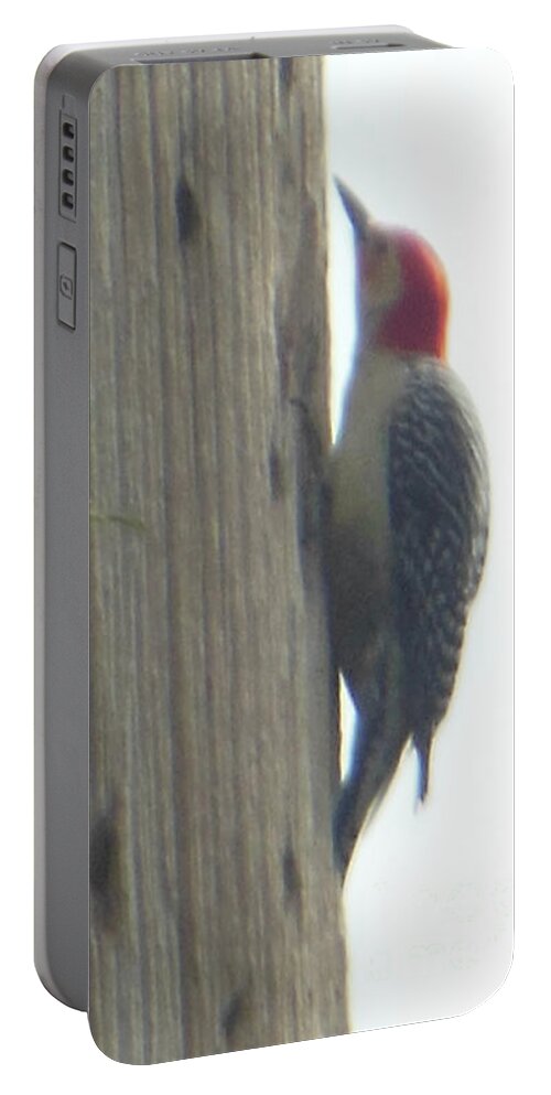 Red Bellied Portable Battery Charger featuring the photograph Red Bellied Woodpecker by Rockin Docks Deluxephotos