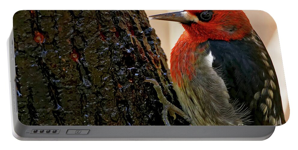 Red-breasted Sapsucker Portable Battery Charger featuring the photograph Red-breasted Sapsucker by Sue Harper