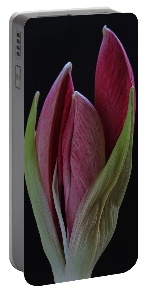 Flower Portable Battery Charger featuring the photograph Red Divine by Juergen Roth