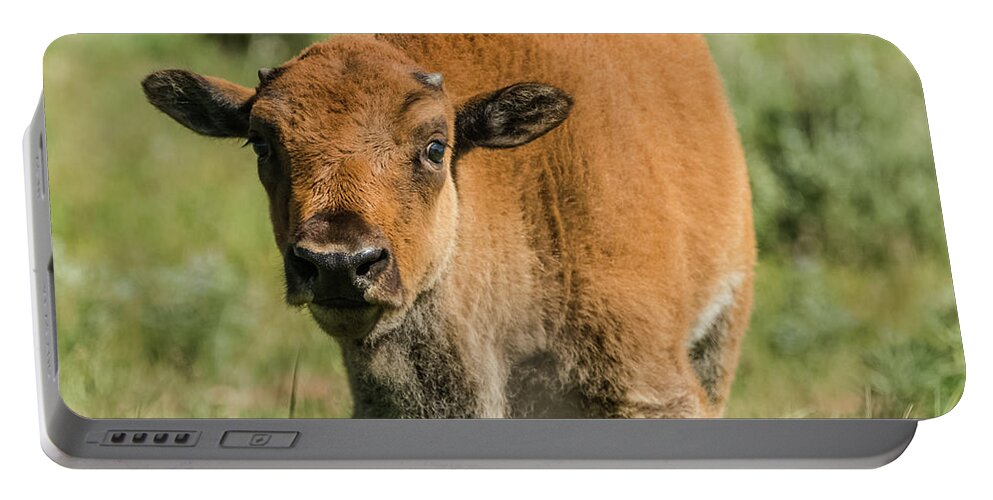 Grand Teton National Park Portable Battery Charger featuring the photograph Red Dog Bison Calf by Yeates Photography