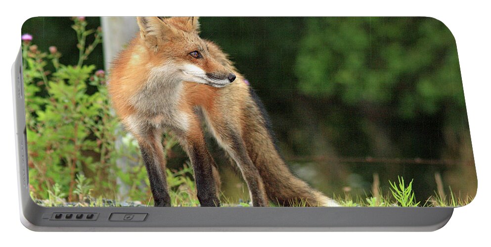 Fox Portable Battery Charger featuring the photograph Red Fox in the rain by Gary Corbett