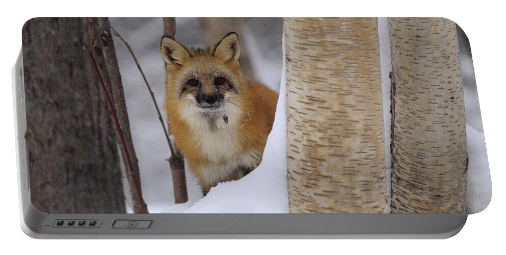 00170297 Portable Battery Charger featuring the photograph Red Fox Looking Out From Behind Trees by Tim Fitzharris