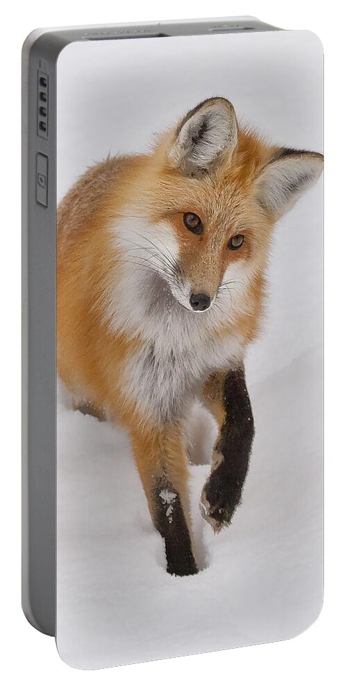 Red Fox Portable Battery Charger featuring the photograph Red Fox Portrait by Mark Miller