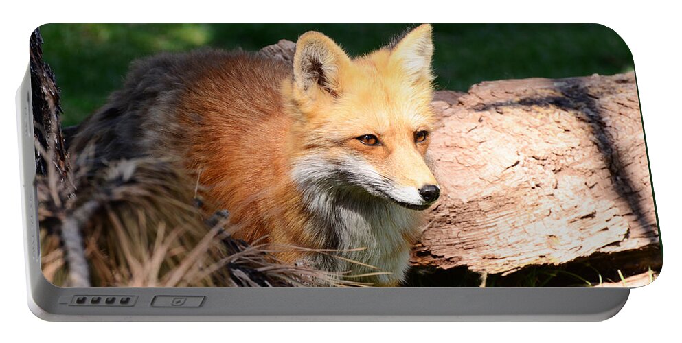 Habitat Portable Battery Charger featuring the photograph Red Fox on Patrol by Debby Pueschel