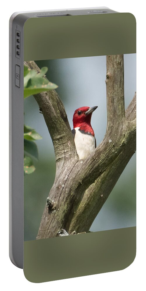 Red-headed Woodpecker Portable Battery Charger featuring the photograph Red-Headed Woodpecker by Holden The Moment