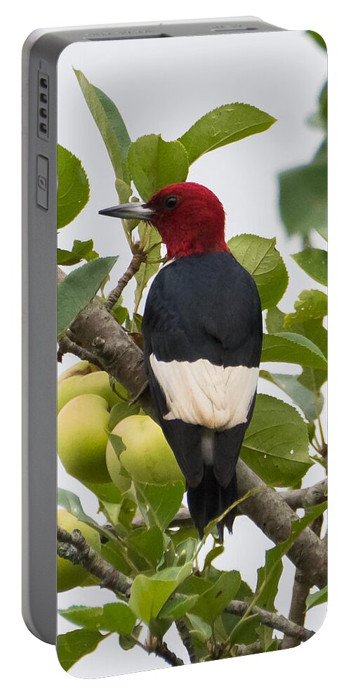 Red-headed Woodpecker Portable Battery Charger featuring the photograph Red-Headed Woodpecker by Holden The Moment