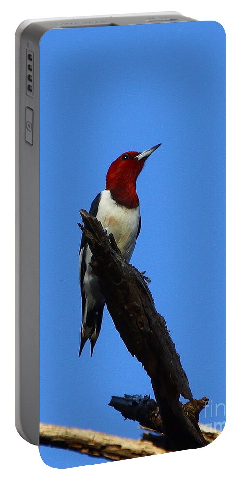 Red Headed Woodpecker Portable Battery Charger featuring the photograph Red Headed Woodpecker on a Snag by Barbara Bowen