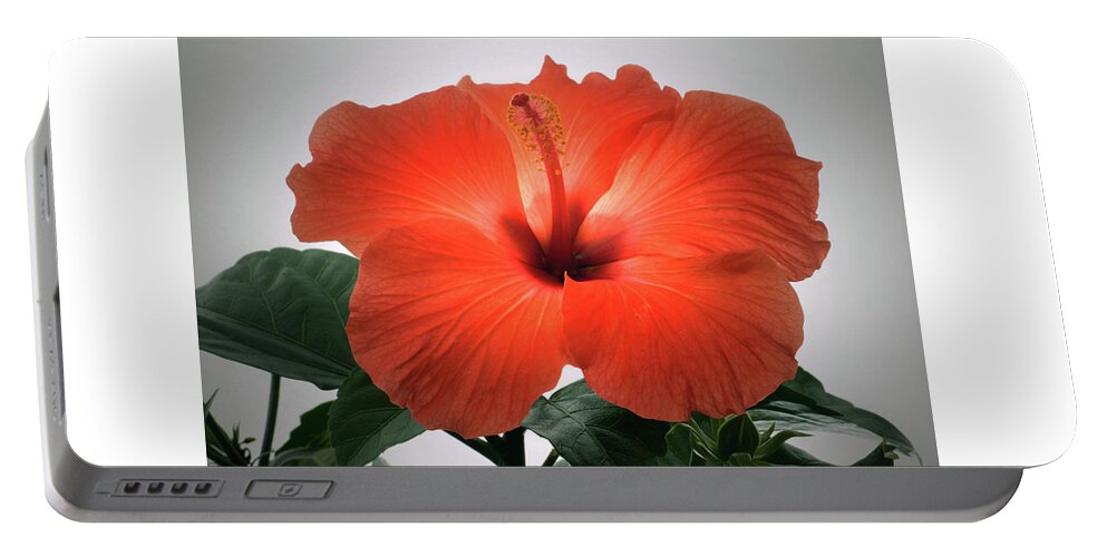 Hibiscus Portable Battery Charger featuring the photograph Red Hibiscus by Terence Davis
