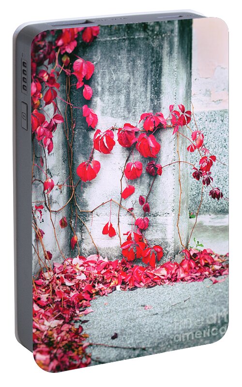 Ivy Portable Battery Charger featuring the photograph Red ivy leaves by Silvia Ganora