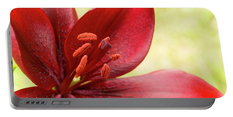 Red Lily Portable Battery Charger featuring the photograph Red lily for wealth and prosperity. by Elena Perelman