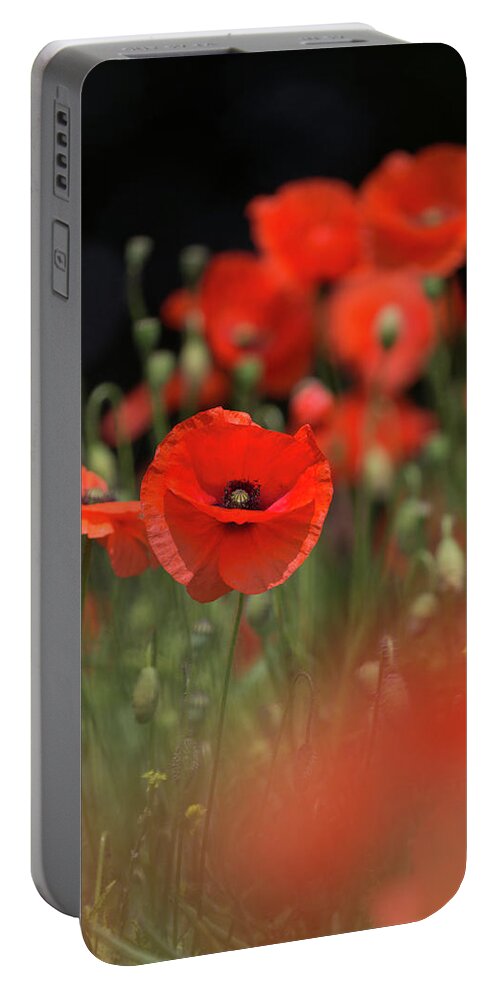Wild Portable Battery Charger featuring the photograph Red On Black by Pete Walkden