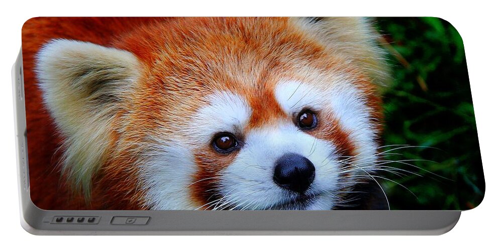 Panda Portable Battery Charger featuring the photograph Red Panda by Davandra Cribbie