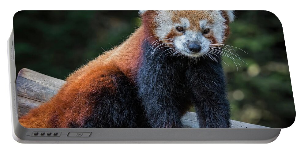 Red Panda Portable Battery Charger featuring the photograph Red Panda by Mitch Shindelbower