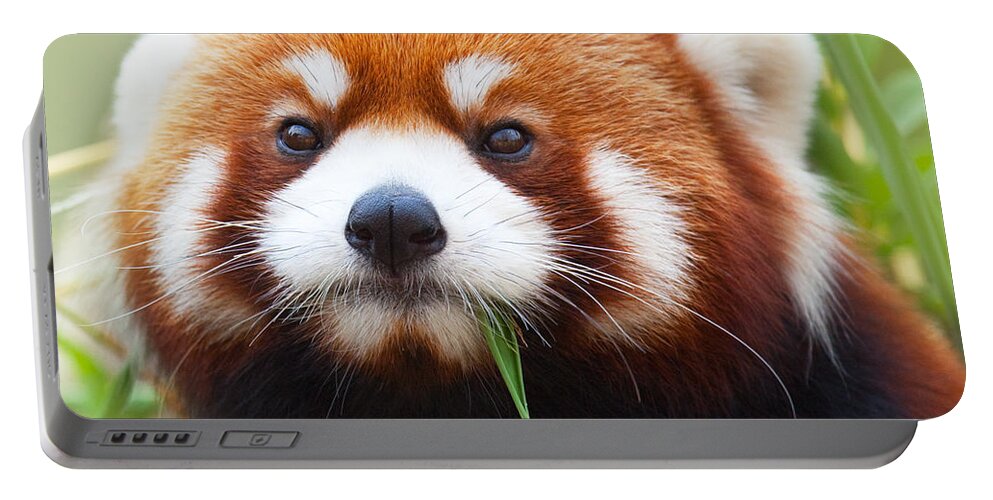 Panda Portable Battery Charger featuring the photograph Red Panda by MotHaiBaPhoto Prints