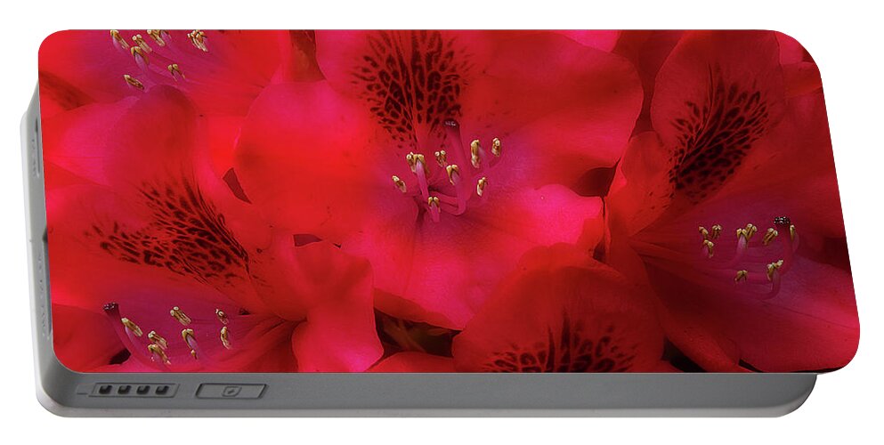 Flowers Portable Battery Charger featuring the photograph Red Petals by Mike Eingle