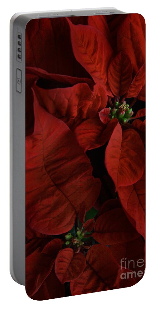 Euphorbia Pulcherrima Portable Battery Charger featuring the photograph Red Poinsettia by Ann Garrett