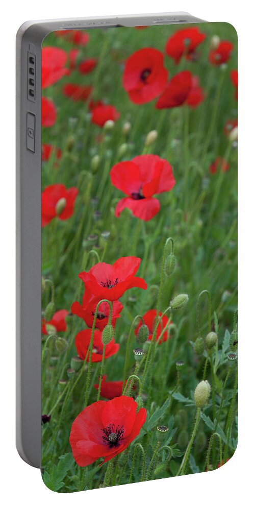 Poppy Portable Battery Charger featuring the photograph Red poppie anemone field by Michalakis Ppalis