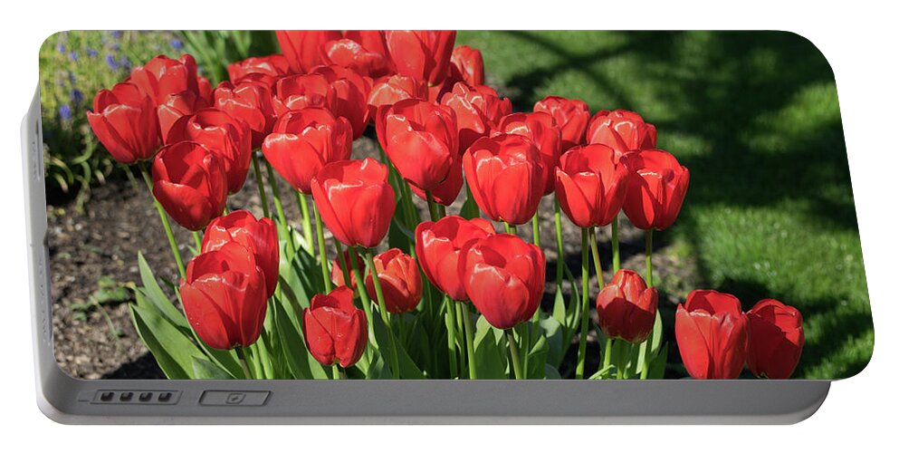 Red; Tulips; Springtime; Flowers; Bouquet; Skagit County; Spring; Farm; Fertile; Crops; Agriculture; Mt Vernon; Farmland; Plant; Grow; Cultivate; Harvest; Rural; Beauty; Washington; Skagit County Portable Battery Charger featuring the photograph Red Royalty by Tom Cochran