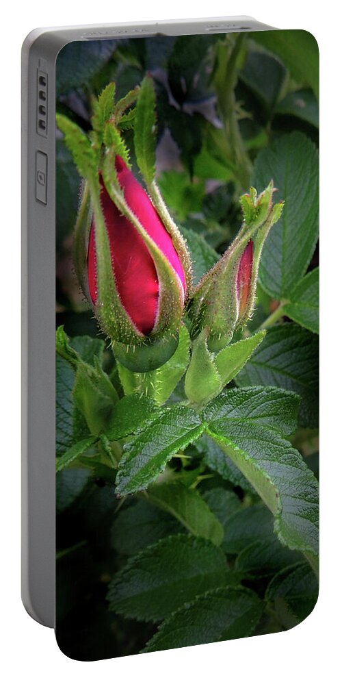 Rose Portable Battery Charger featuring the photograph Red Rugosia Bud by Nancy Griswold