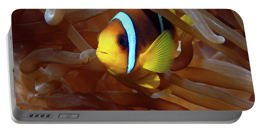 Red Sea Clownfish Portable Battery Charger featuring the photograph Red Sea Clownfish, Eilat, Israel 8 by Pauline Walsh Jacobson