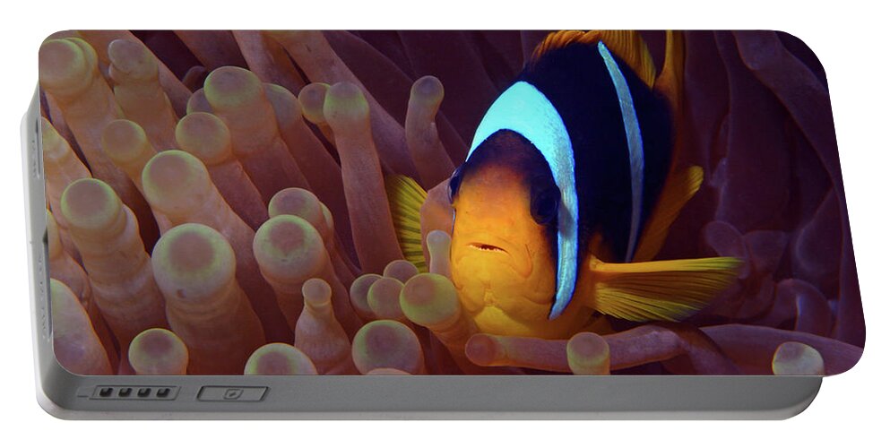 Red Sea Clownfish Portable Battery Charger featuring the photograph Red Sea Clownfish, Eilat, Israel 9 by Pauline Walsh Jacobson