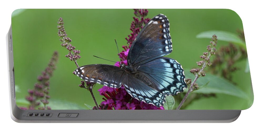 Red-spotted Purple Butterfly Portable Battery Charger featuring the photograph Red-spotted Purple Butterfly on Butterfly Bush by Robert E Alter Reflections of Infinity