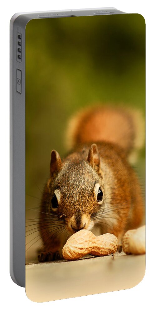 Red Squirrel Portable Battery Charger featuring the photograph Red Squirrel  by Cale Best
